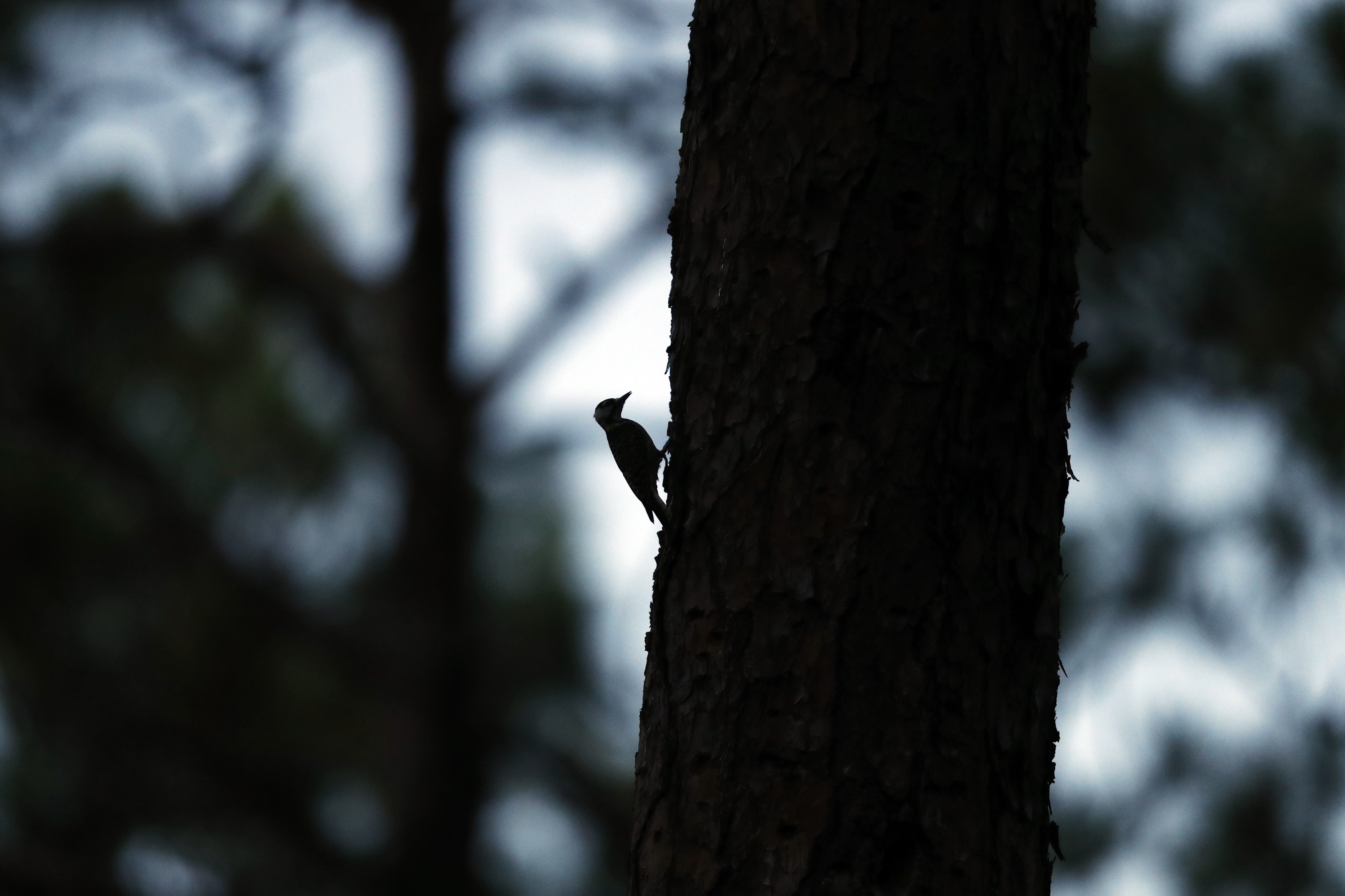 A red-cockaded woodpecker prepares to enter its roosting cavity for the night in a long leaf pine forest in Southern Pines.