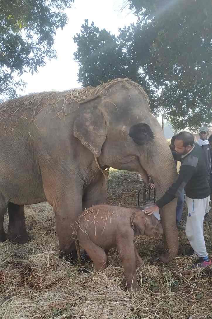 Ganga elephant gave birth