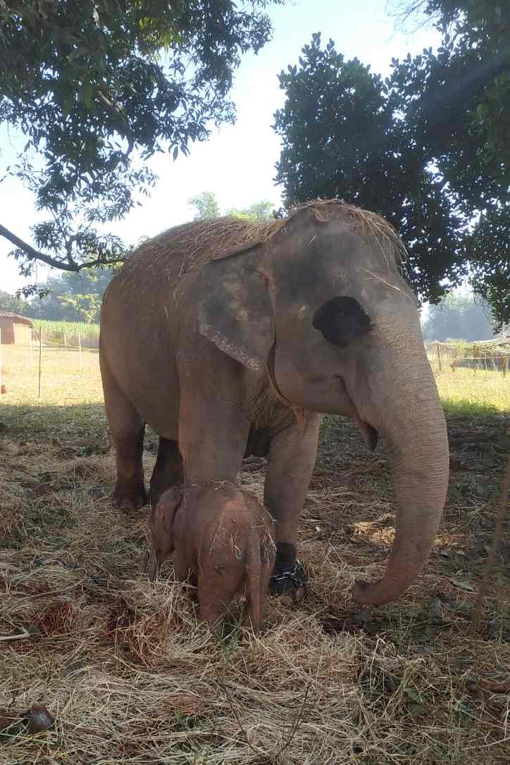 'गंगा' हाथी ने दिया बच्चे को जन्म