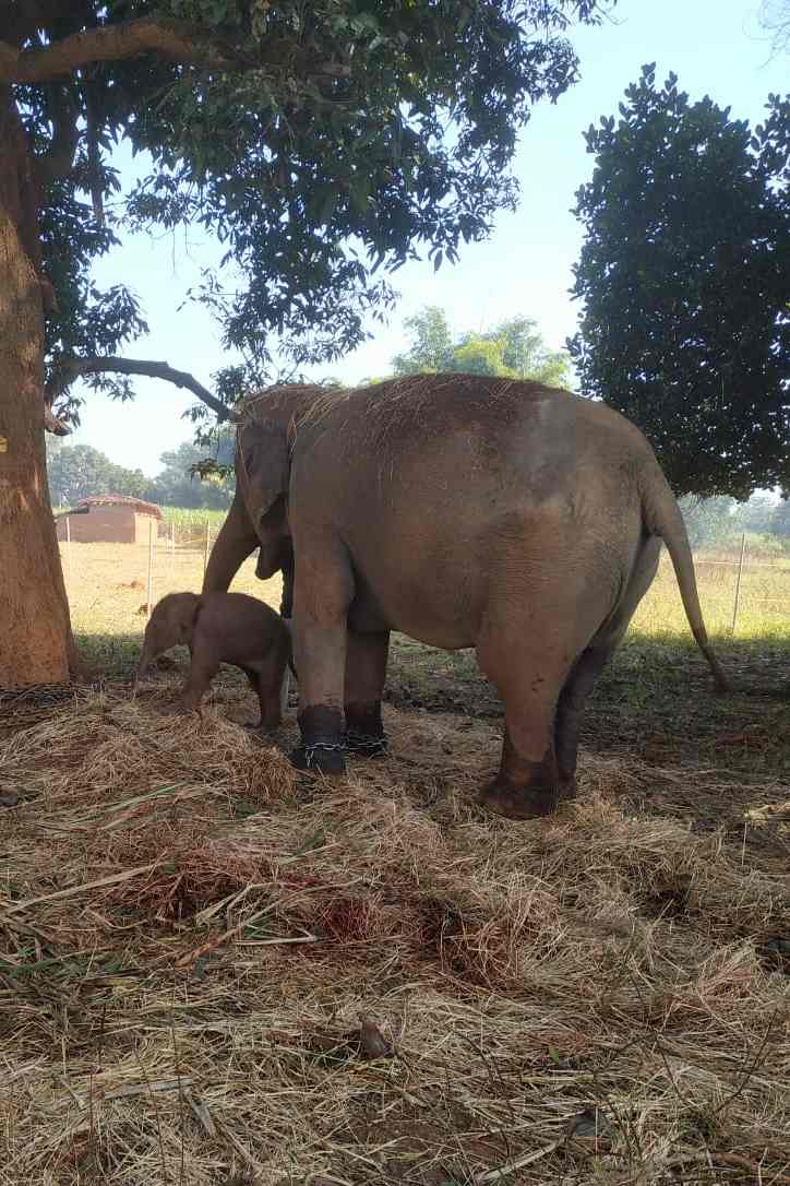 'गंगा' हाथी ने दिया बच्चे को जन्म