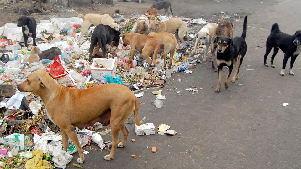 நாய்கள் மட்டும் மனிதன் கொடுத்தால்தான் உணவு உண்டு உயிர் வாழ முடியும்