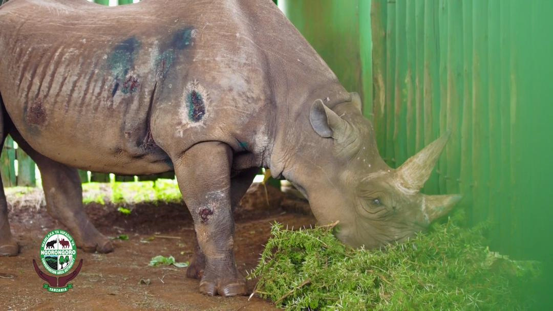 worlds oldest black rhino fausta dies