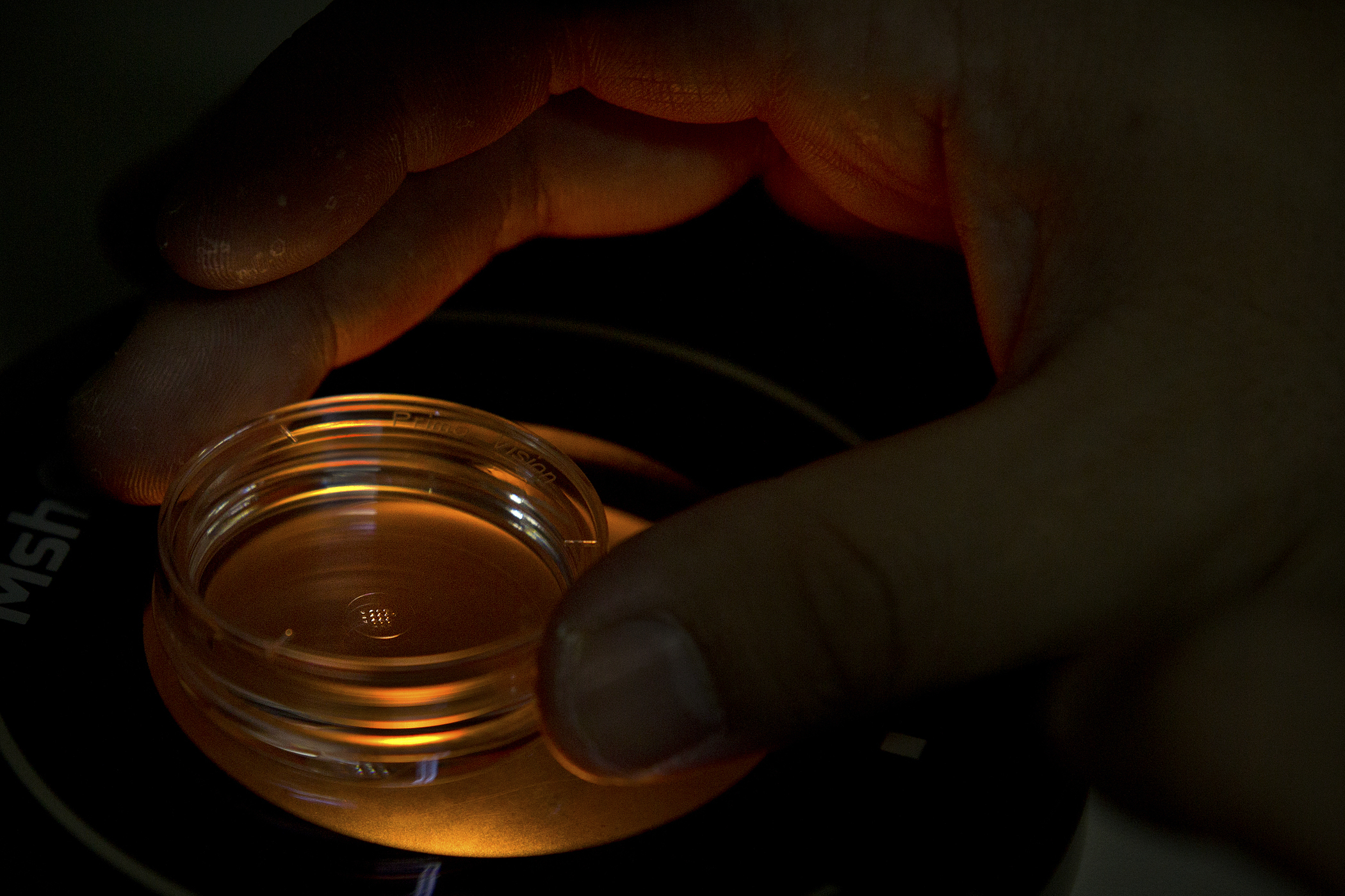 An embryologist who was part of the team working with scientist He Jiankui adjusts a microplate containing embryos at a lab in Shenzhen in southern China's Guandong province.