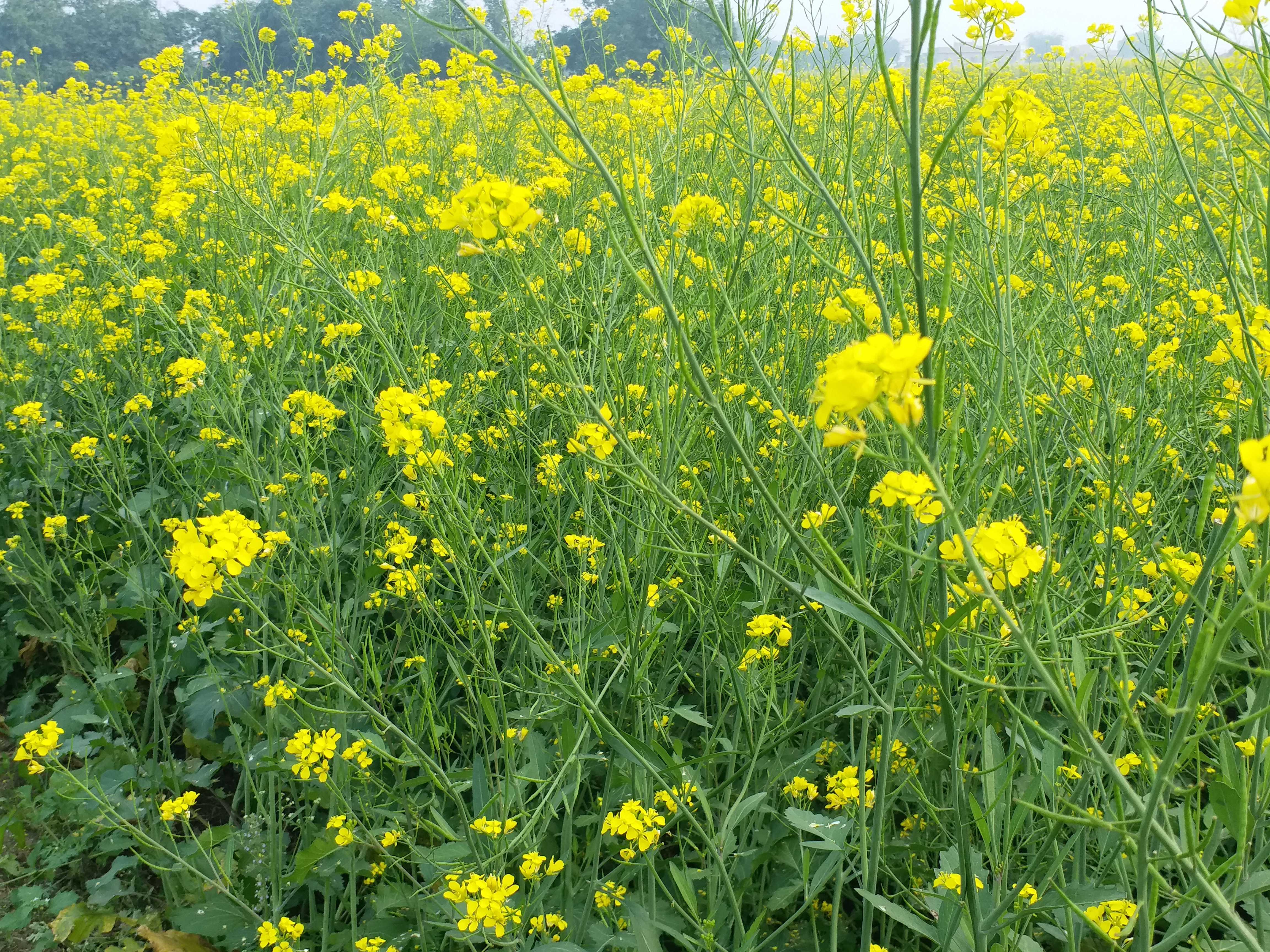 pradhan mantri kisan samman nidhi