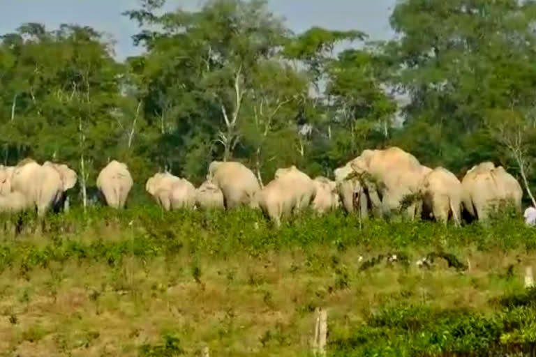 MAN ELEPHANT CONFLICT