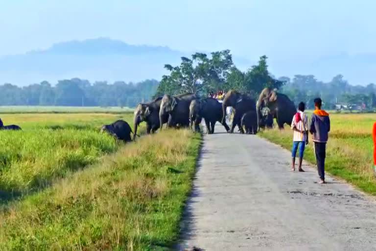 MAN ELEPHANT CONFLICT