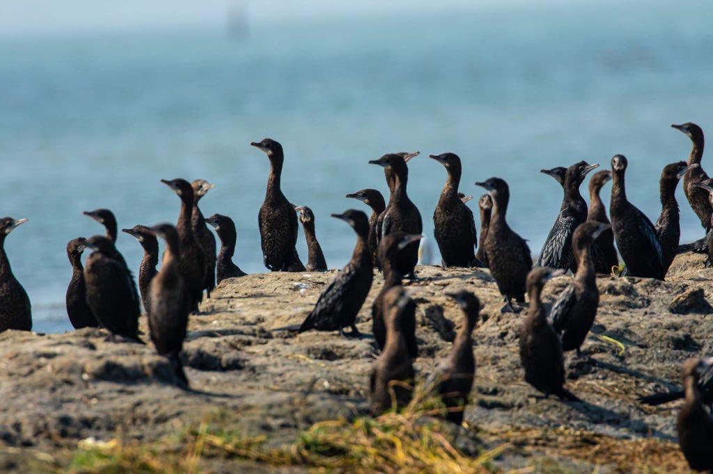 bird census report of chilka lake