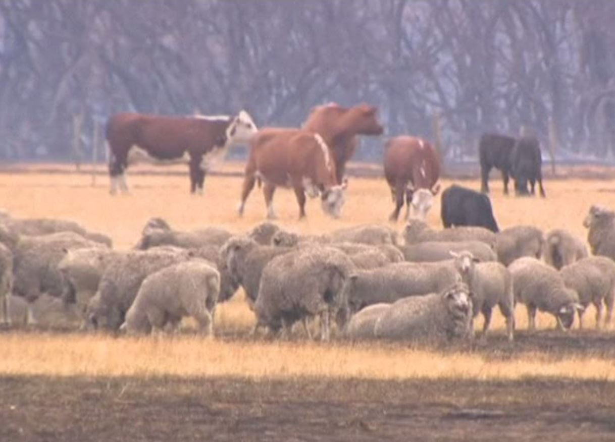 Australia's 'insurance' koala population halved by bushfires; Australia bushfire crisis: PM sets up national bushfire recovery agency, toll climbs to 24