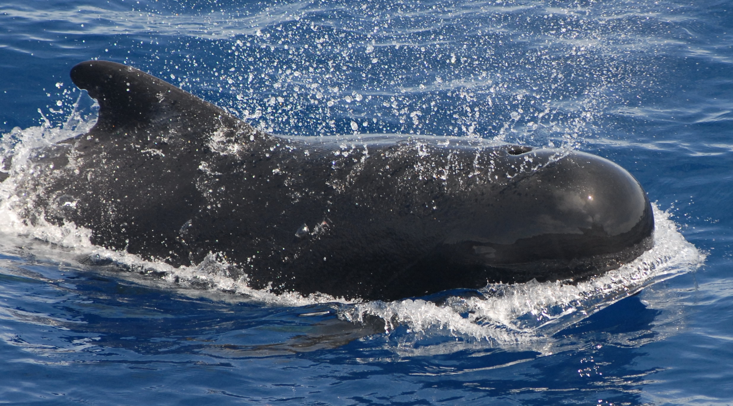 pilot whale