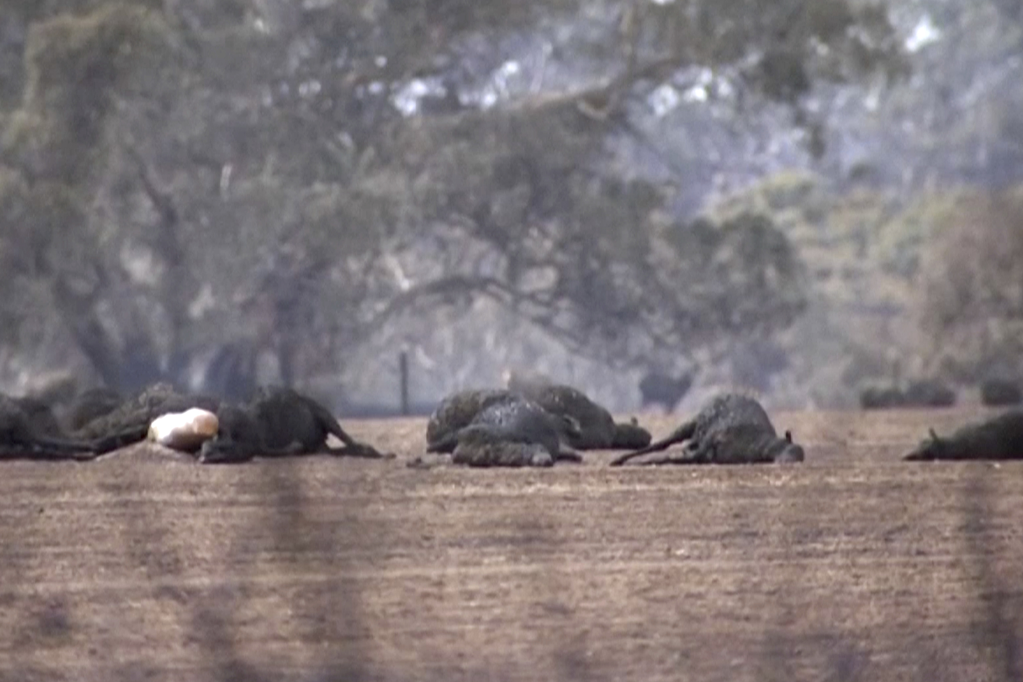 Dead kangaroos and sheep after wildfires hit the Kangaroo Island, South Australia on Sunday.