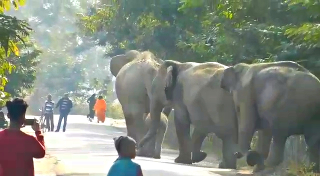 golaghat wild elephant cross 39 NH highway, destroy a scoot, etv bharat assam