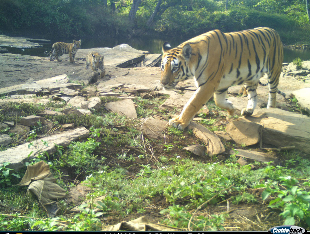 Tigress with 3 cubs captured in camera