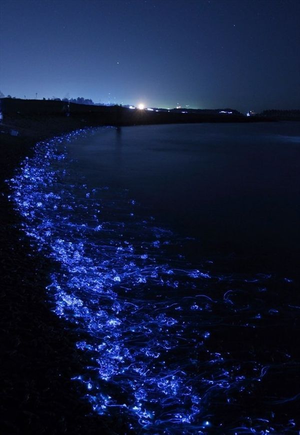 Unknown Facts, Magical Sea Of Stars In Maldives, Vaadhoo Beach, ଚିମମିକ ତାରାରେ ଭରା ସମୁଦ୍ର, ଭାଧୁ ଦ୍ବୀପ, ମାଳଦ୍ବୀପର ସମୁଦ୍ର, ଅଜଣା କଥା, ତାରା ସମୁଦ୍ରର ରହସ୍ୟ