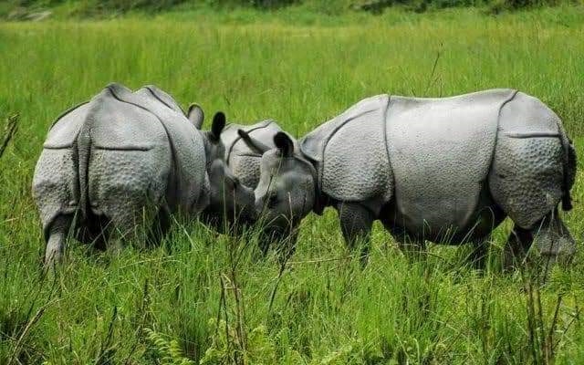 Bagori and Burhapahar Range of KNP Shined with 