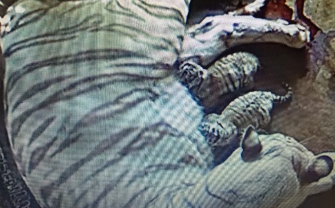 White tigress gives birth to two cubs in Nandankanan Zoo