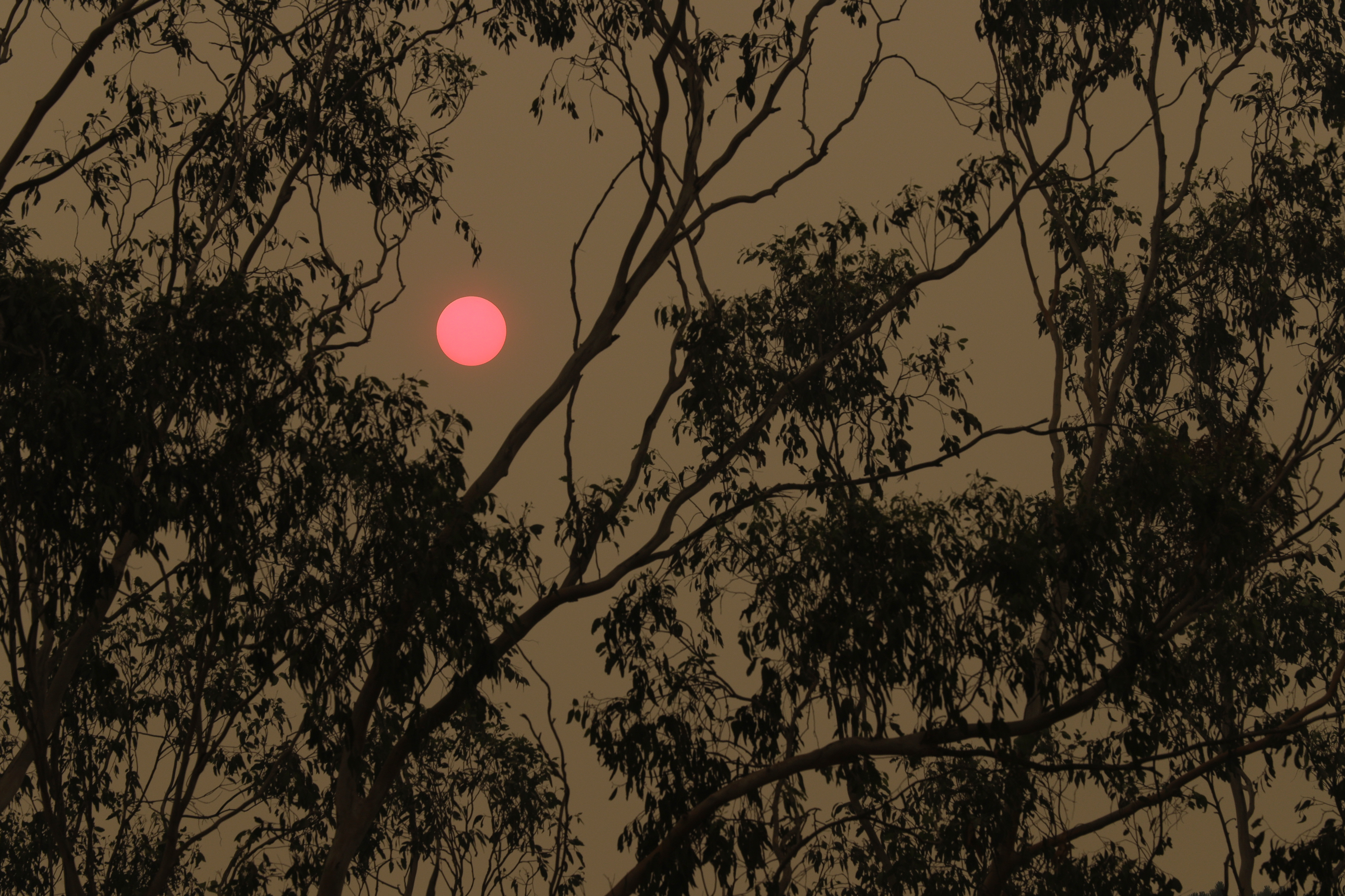 The sun, a muted orange, shines through smoke haze near Burragate, Australia, on Saturday.