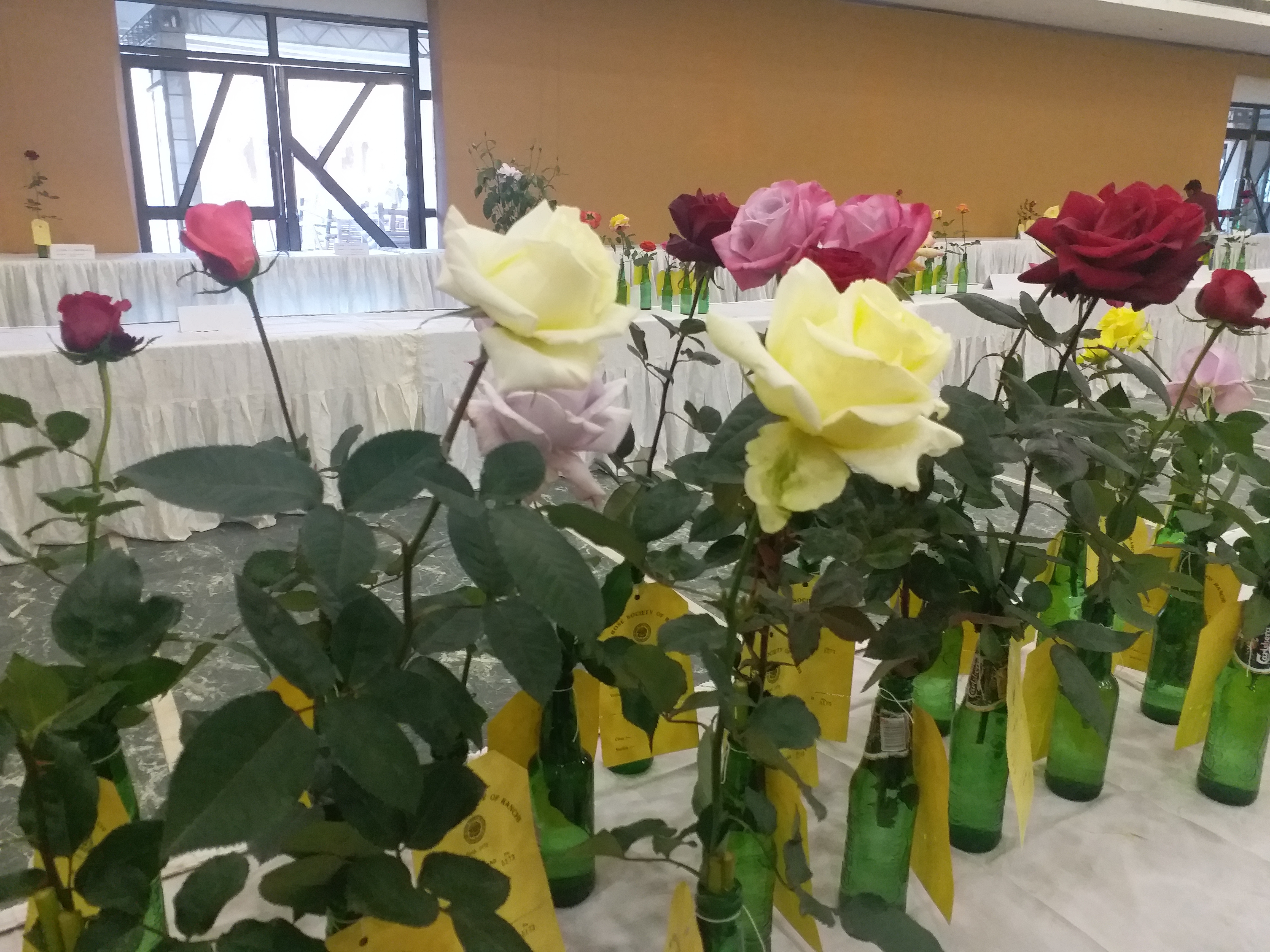 A fair of roses held in Ranchi before spring season