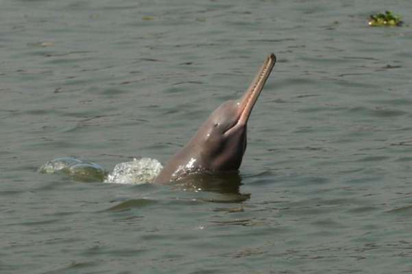 dolphin endangered due to illegal sand mining