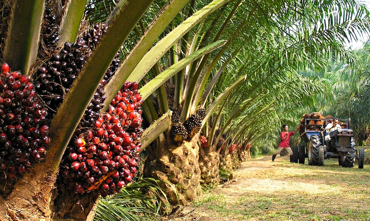 Palm oil is new weapon on Modi’s foreign policy arsenal?