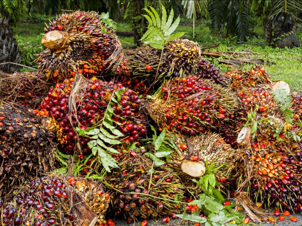 Palm oil is new weapon on Modi’s foreign policy arsenal?