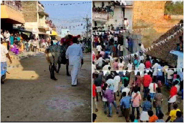 pongal