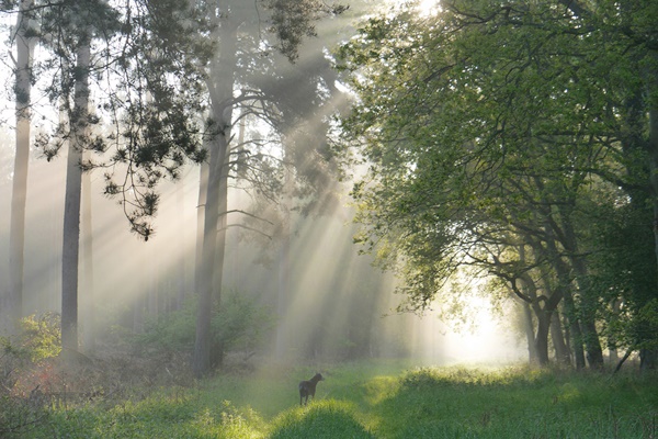 forest, காடுவளர்ப்பு, Afforestation