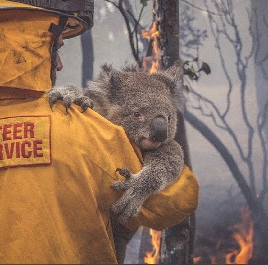 forest, காடுவளர்ப்பு , australian fire