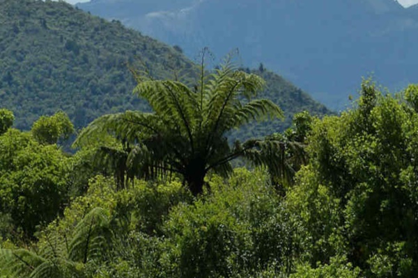 forest, காடுவளர்ப்பு, Afforestation