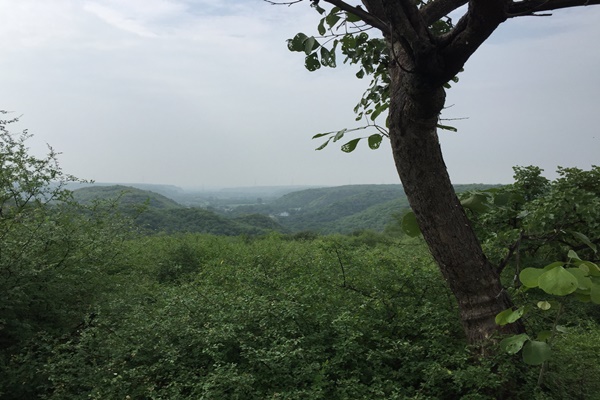 forest, காடுவளர்ப்பு, Afforestation