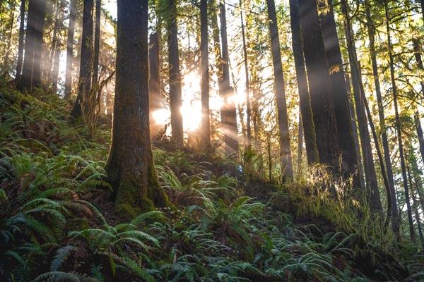 forest, காடுவளர்ப்பு, Afforestation