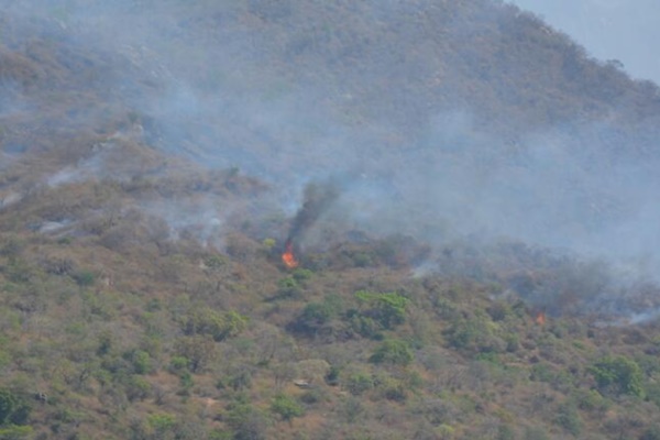 forest, காடுவளர்ப்பு, Afforestation