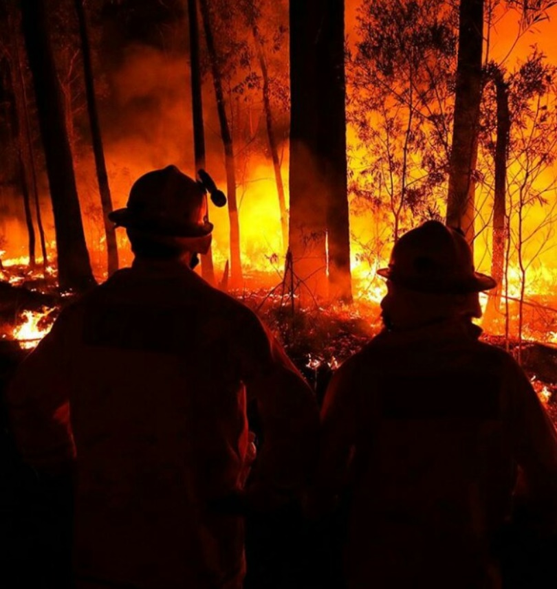 forest, காடுவளர்ப்பு, austrailian forest fire