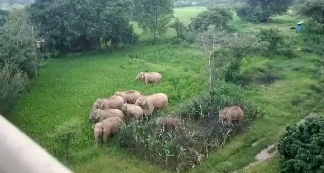 Elephant problem becomes a challenge in Chhattisgarh