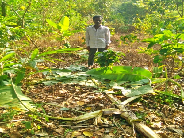 elephant attack on malnadu coffee plantation in chikmagalore