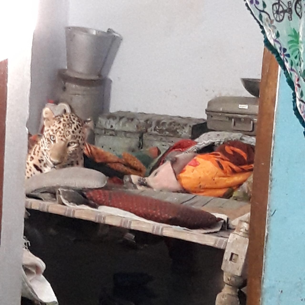 leopard enters a house in godhiyar village of kutch