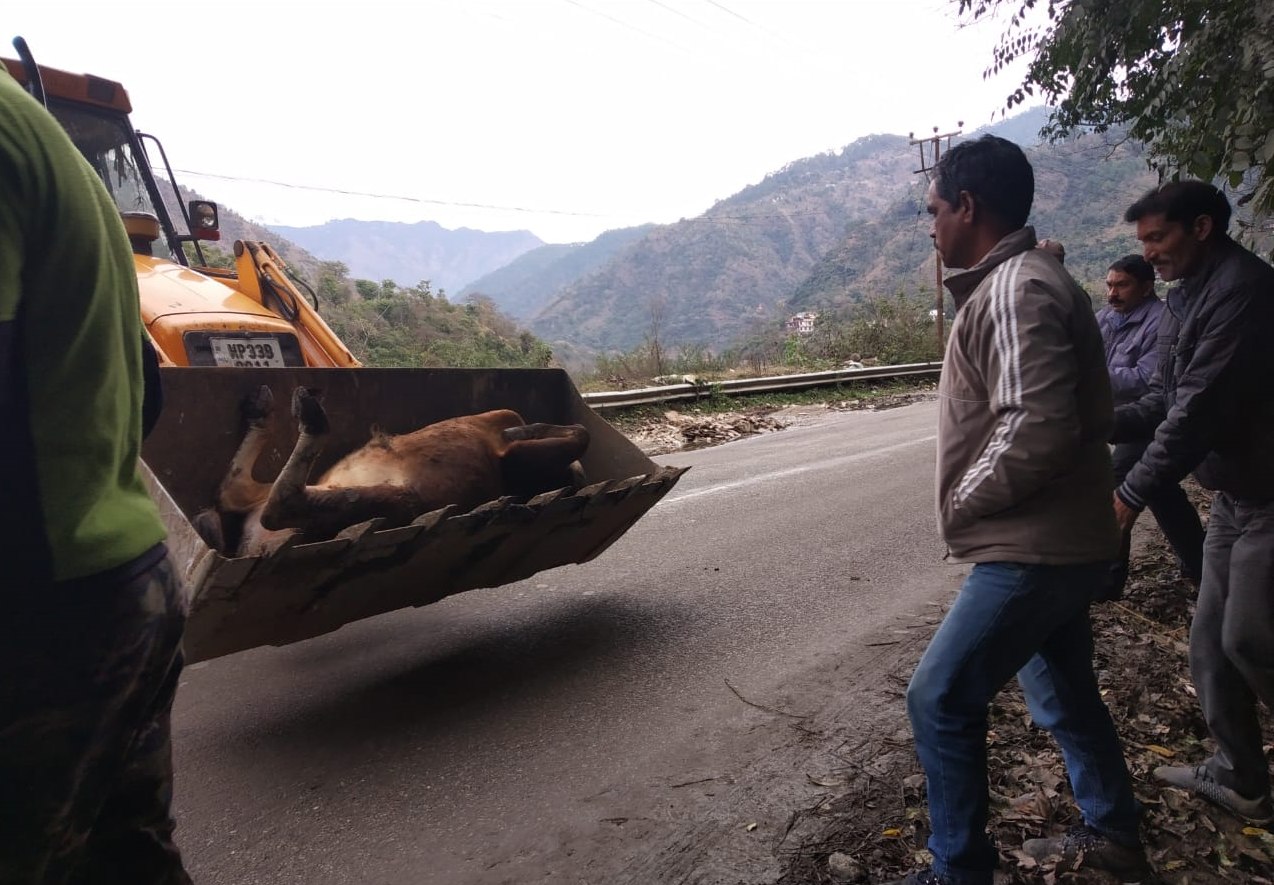 City council mandi is removing stray animals from the city