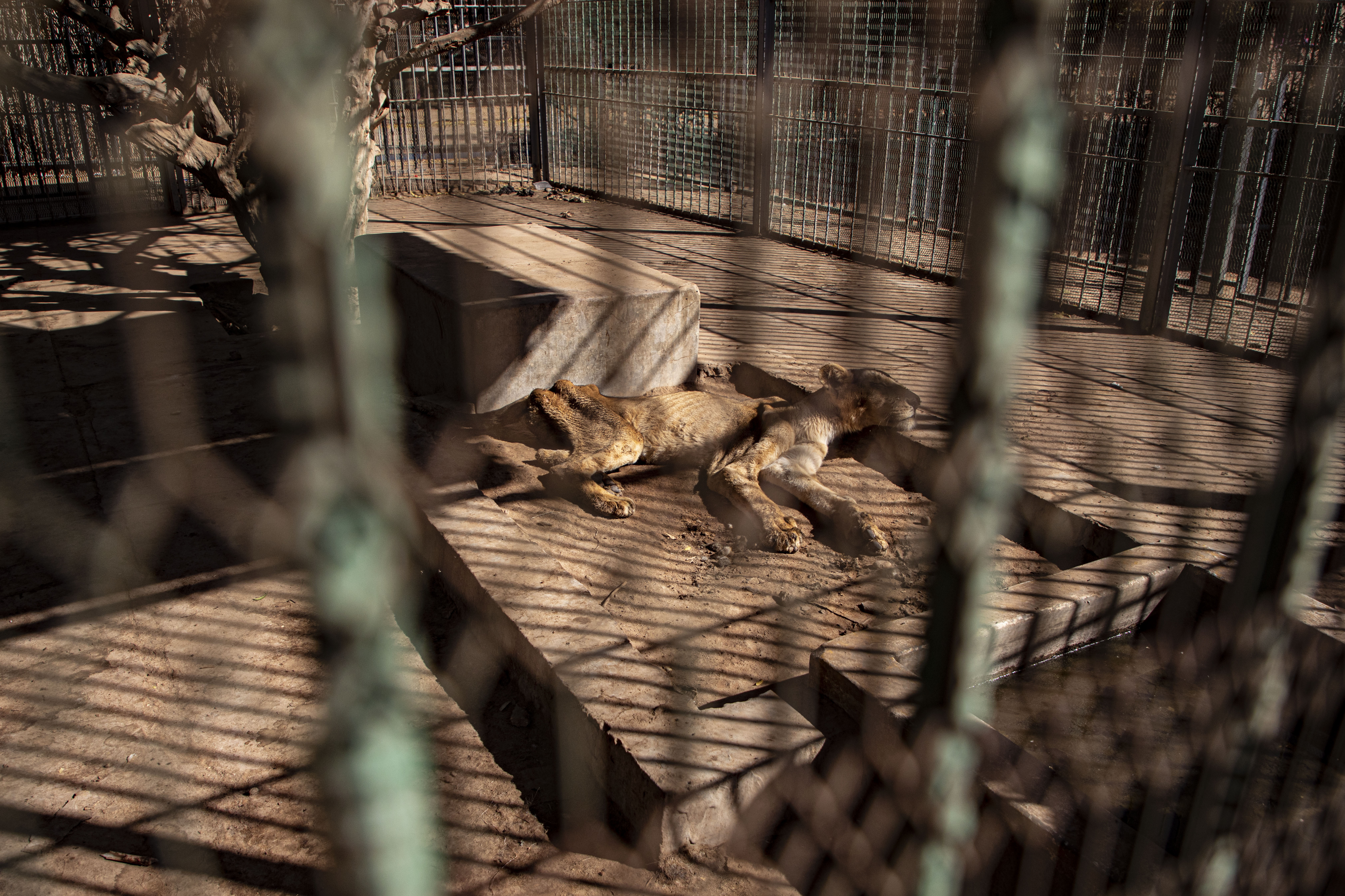 A malnourished lion rests in a zoo in the Sudanese capital of Khartoum on Tuesday. With the staff at the destitute Al-Qurashi Park, as the zoo in Khartoum is known, unable to feed and look after the animals, many have died off or were evacuated, leaving only three skeletal lions.