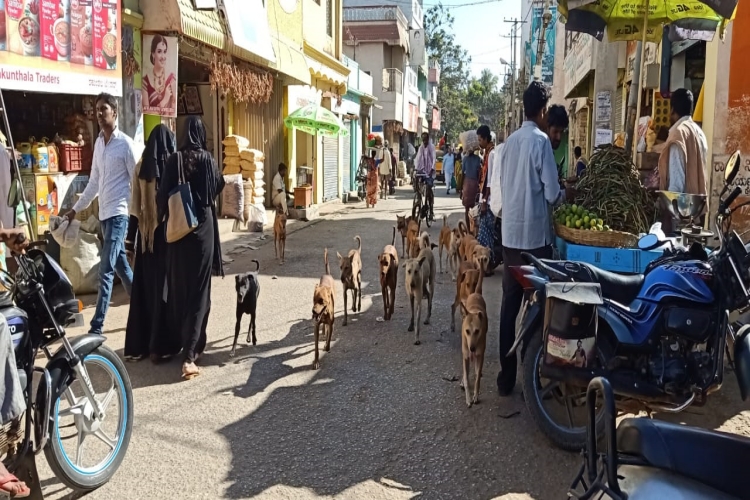 dogs-problem-in-gowribidanuru