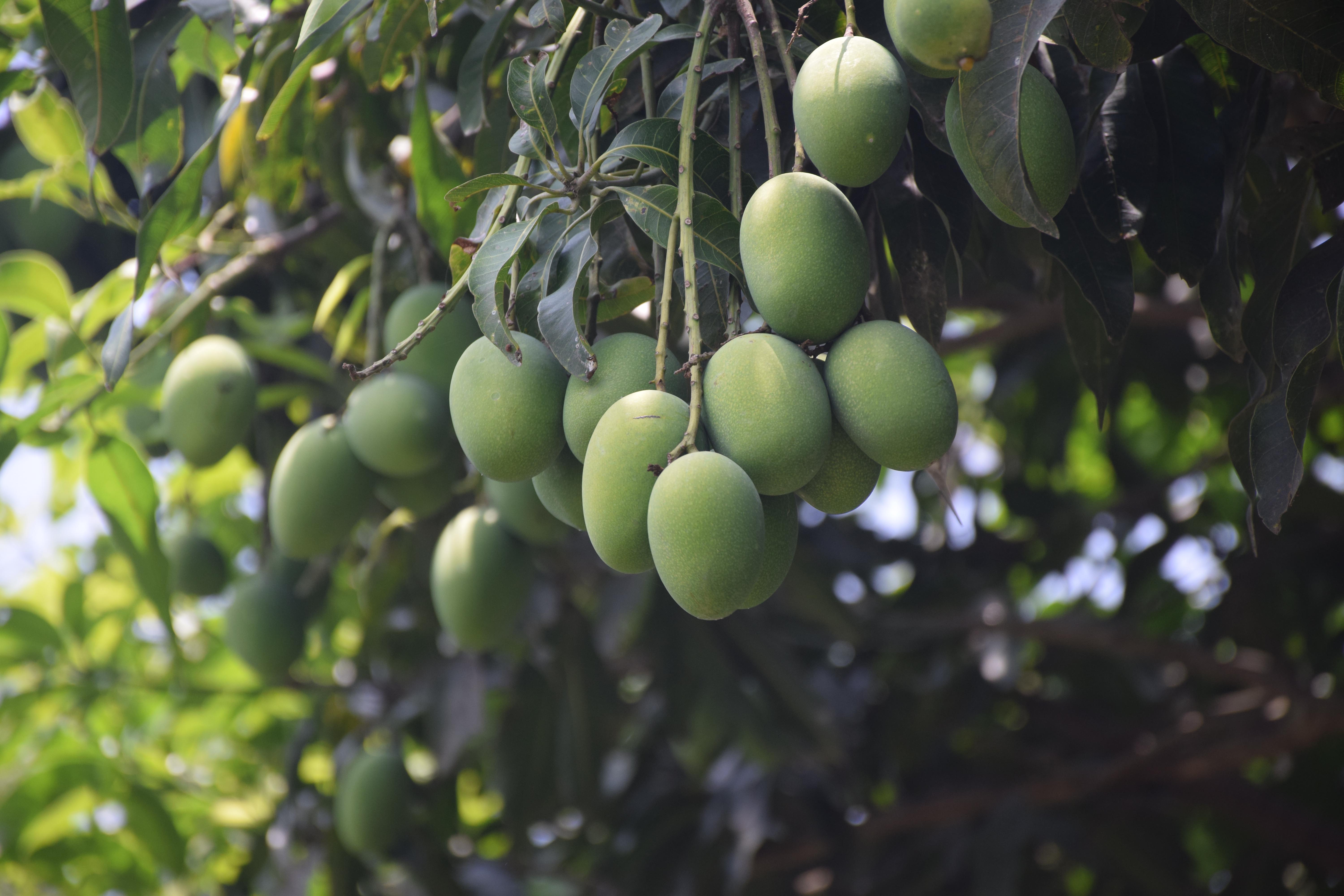 malda mango cultivation