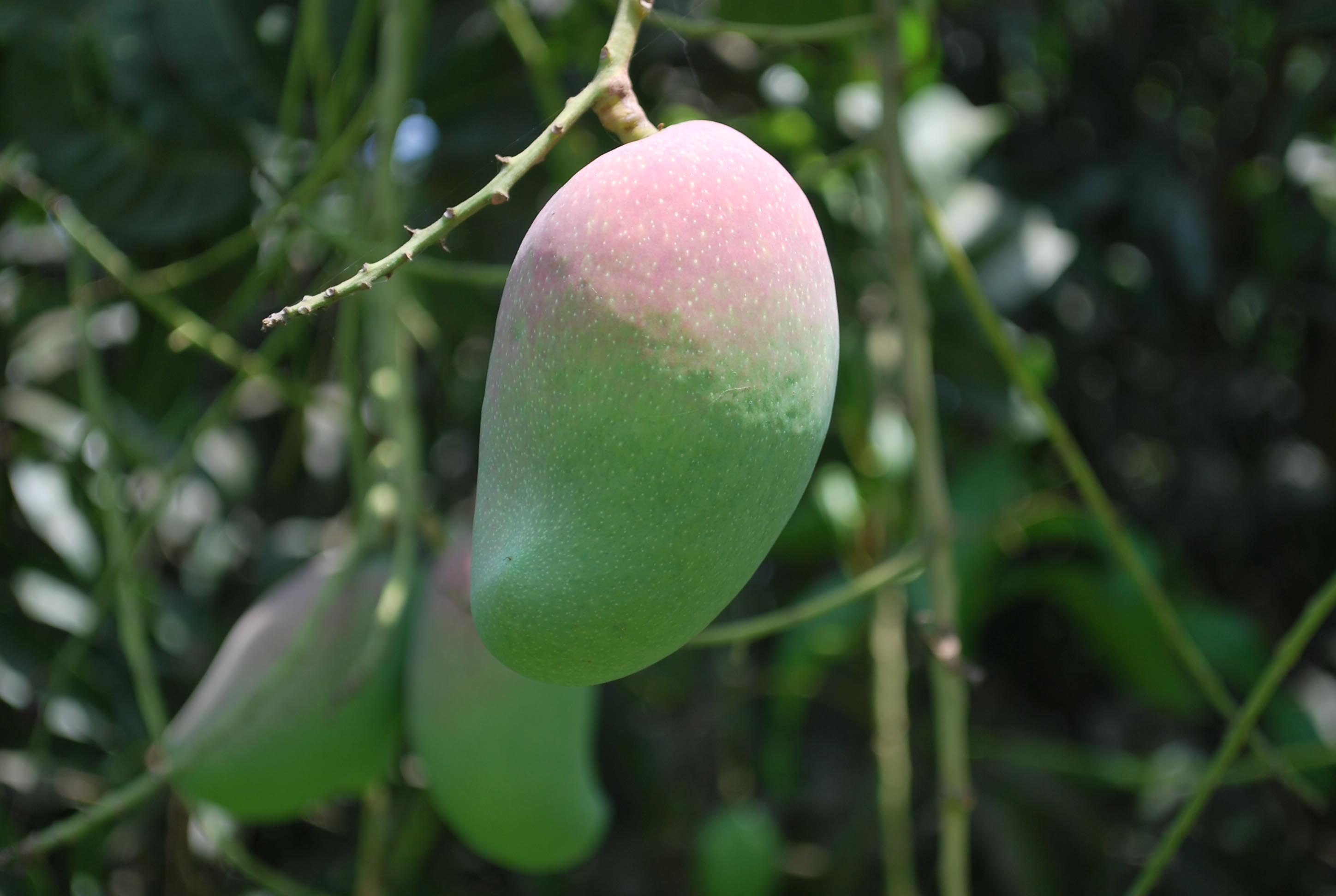 malda mango cultivation