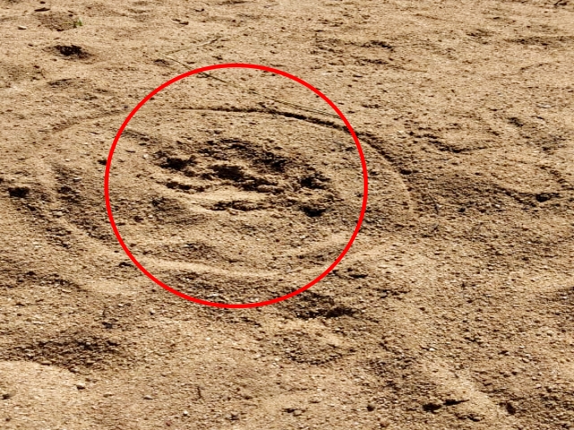 Tiger footprints found 7 kilometers from district headquarters