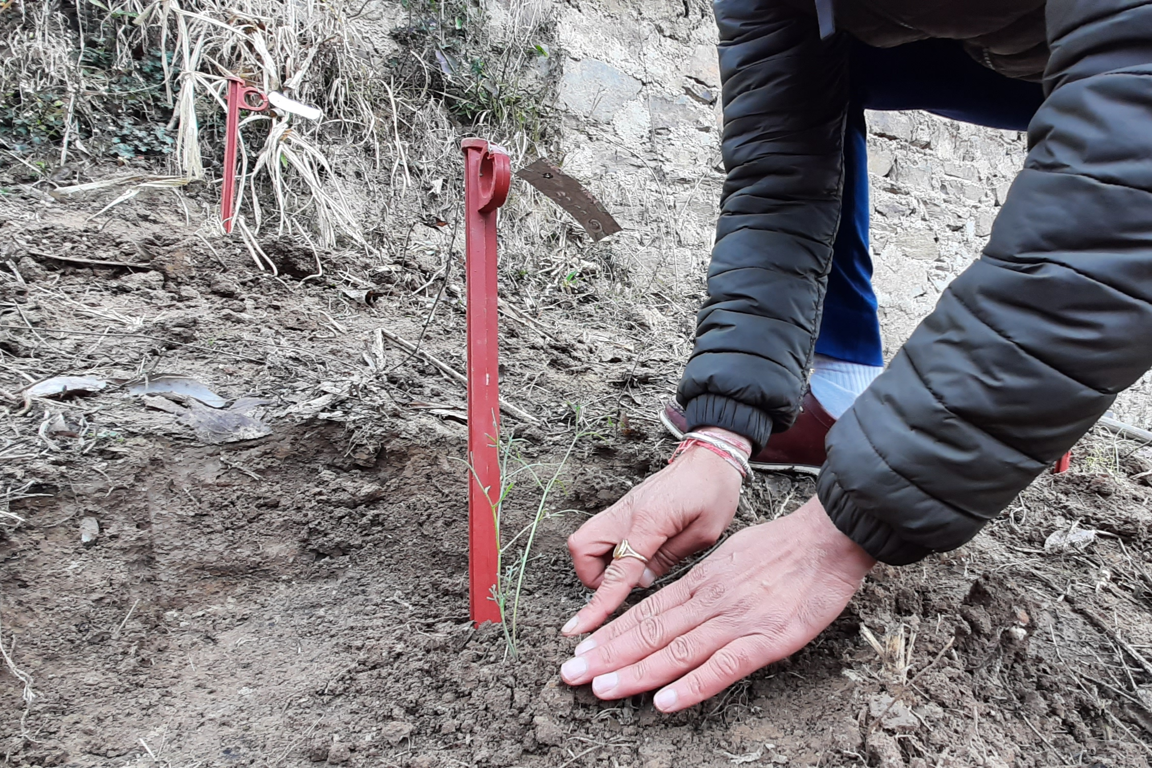 asafoetida cultivation trial Start in Janjehli