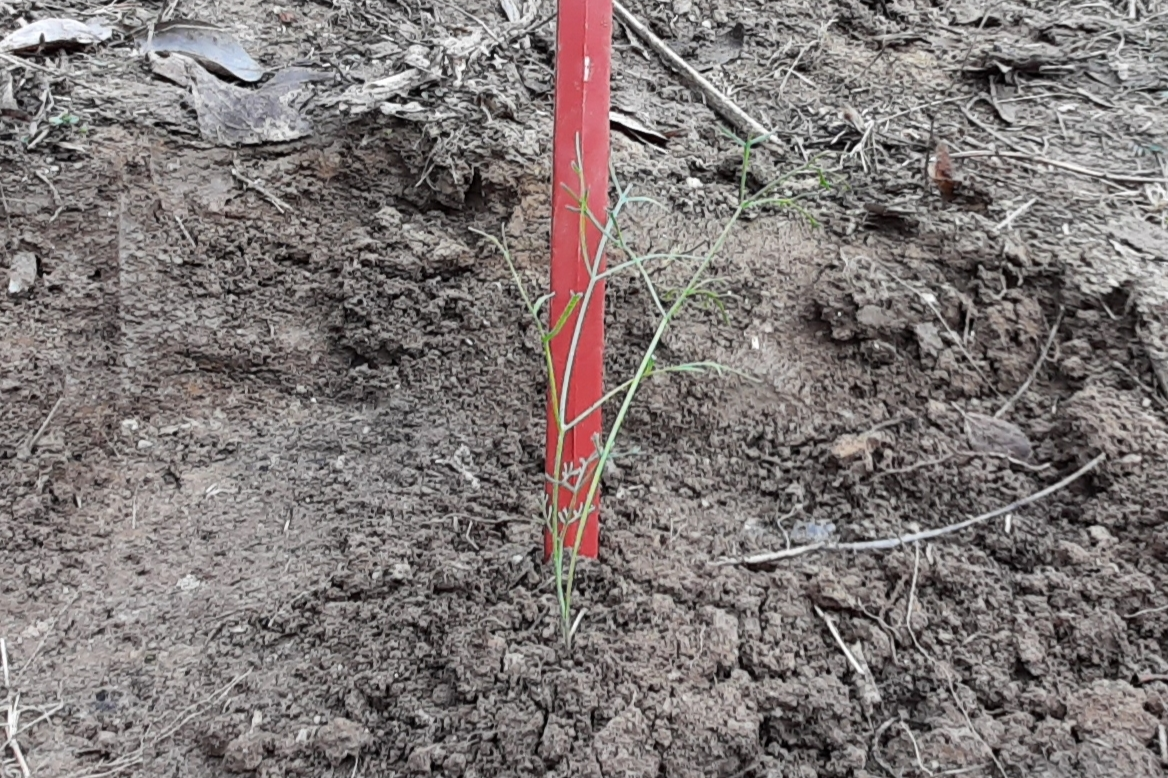 asafoetida cultivation trial Start in Janjehli