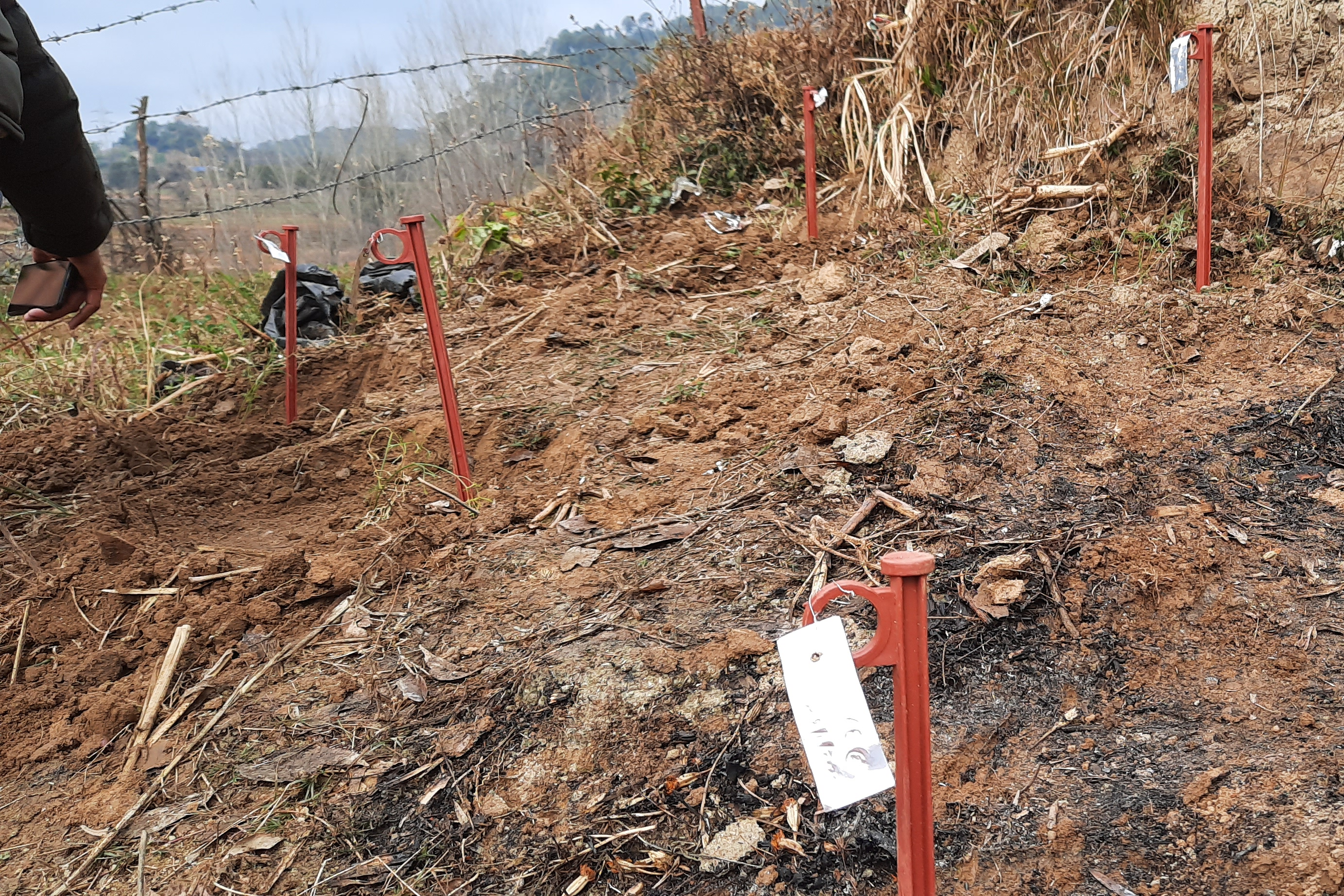 asafoetida cultivation trial Start in Janjehli