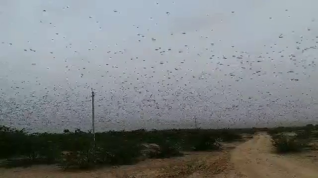 locust attack in jalore
