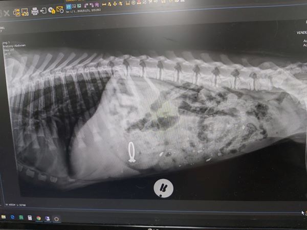 pet dog swallows owners engamement ring