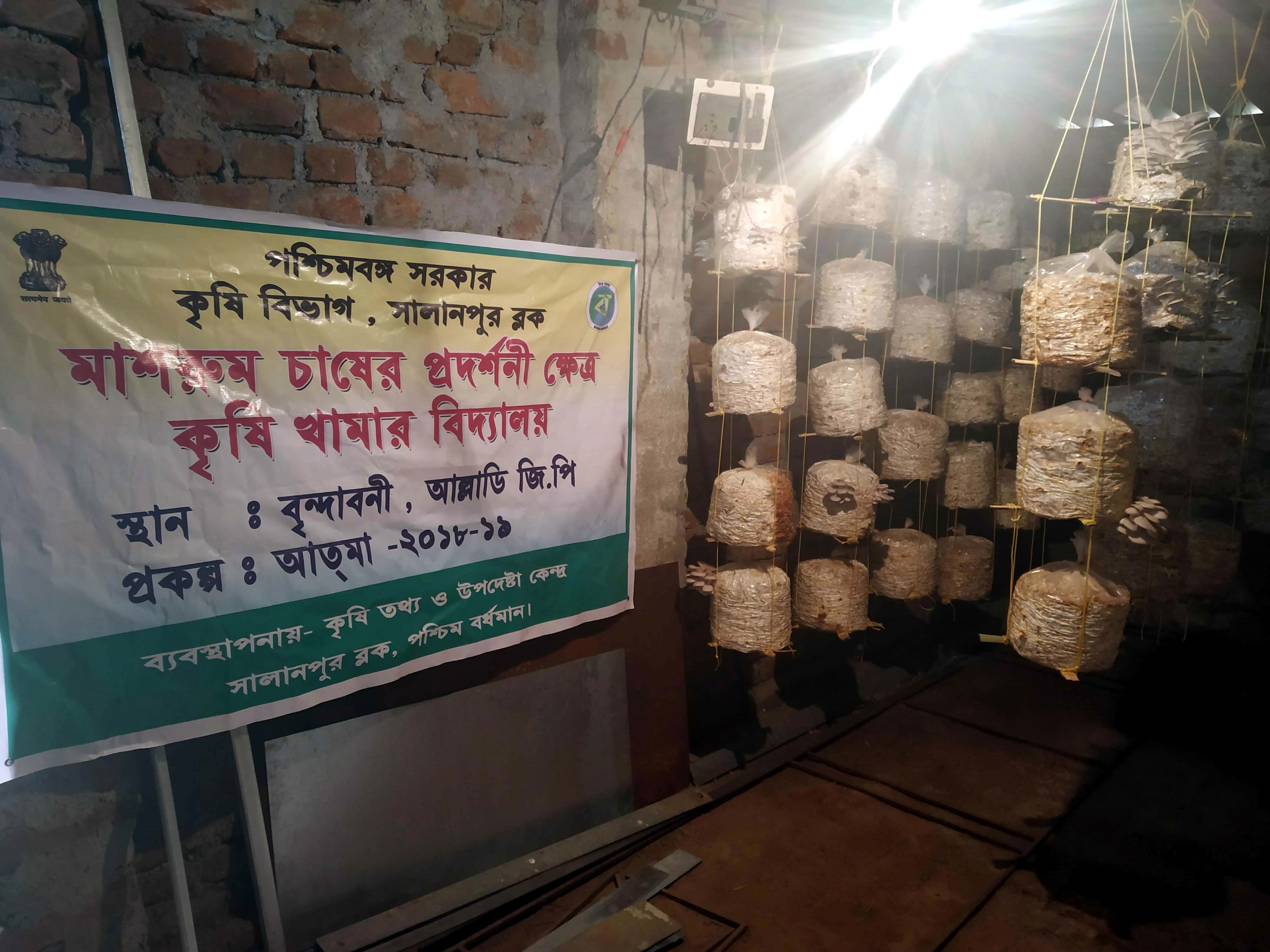 mushroom cultivation