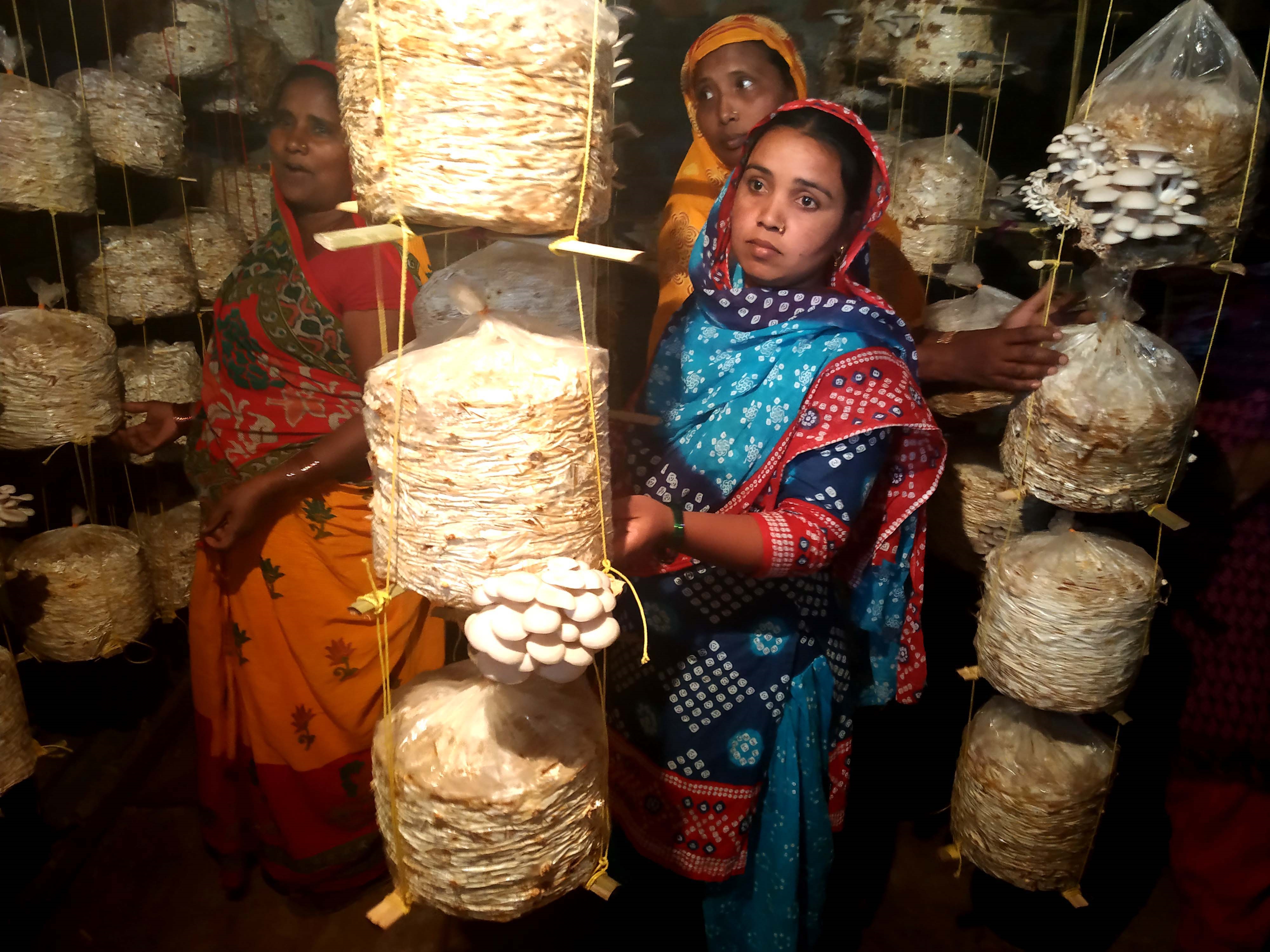 mashrum cultivation