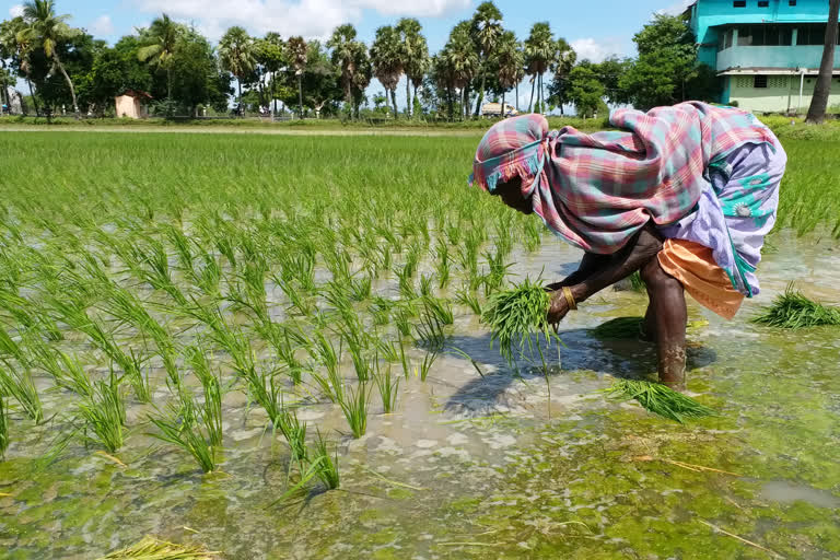 மக்களின் வாழ்வாதரம் விவசாயம்