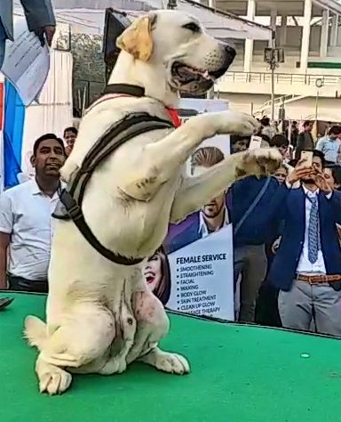 Cat & Dog Show organized at Subhash Stadium